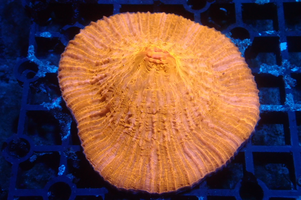 P2 飛碟（大約2.5吋）