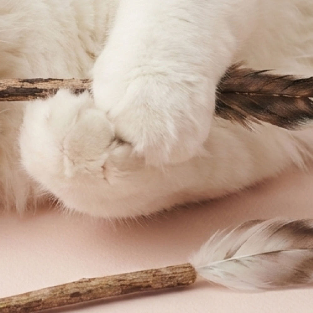 韓國 🇰🇷 乾燥matatabi 羽毛 替換逗貓頭 