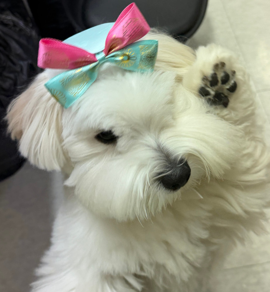 韓國🇰🇷特色 毛孩扮靚小配件