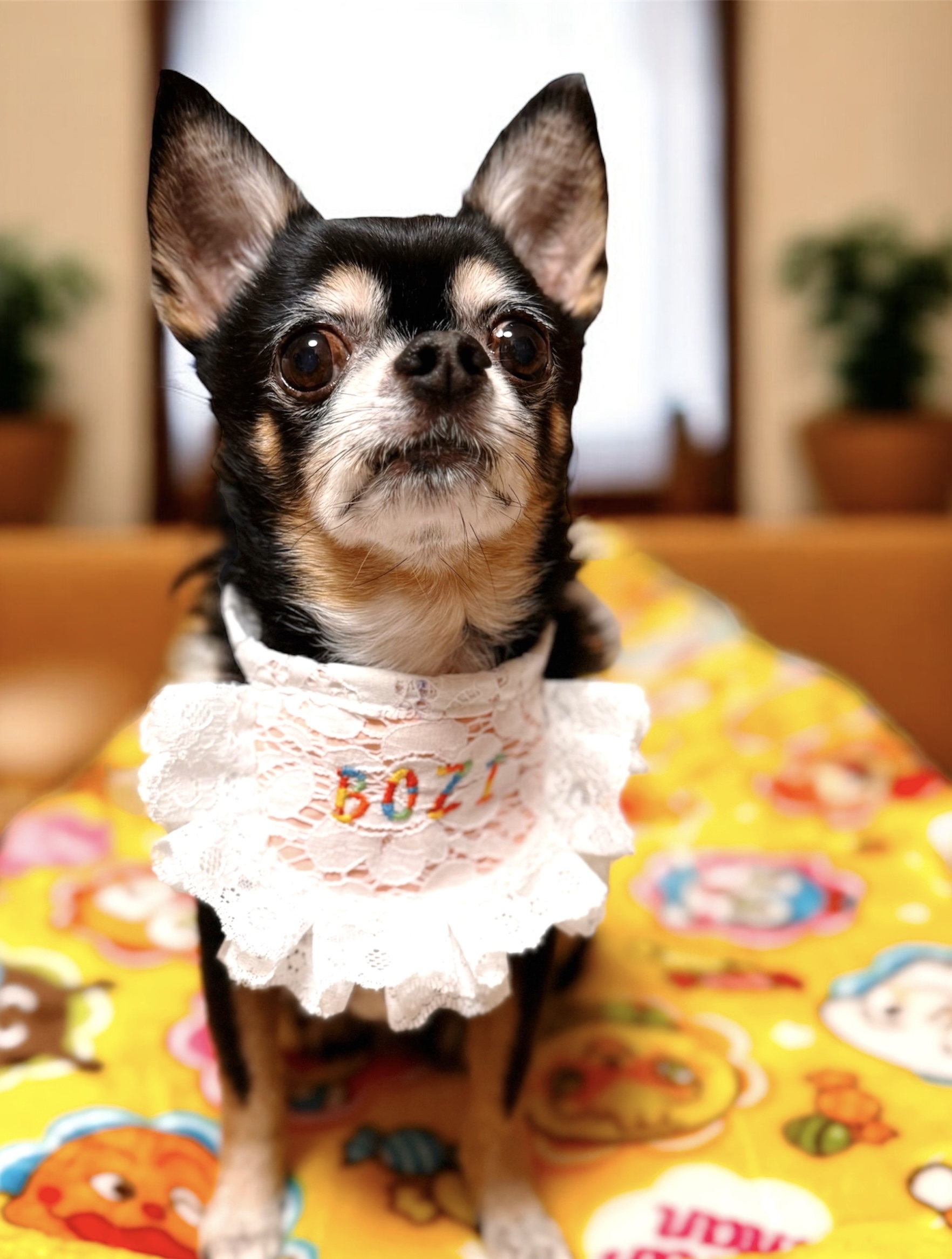 客製化繡字 寵物口水巾 領巾 