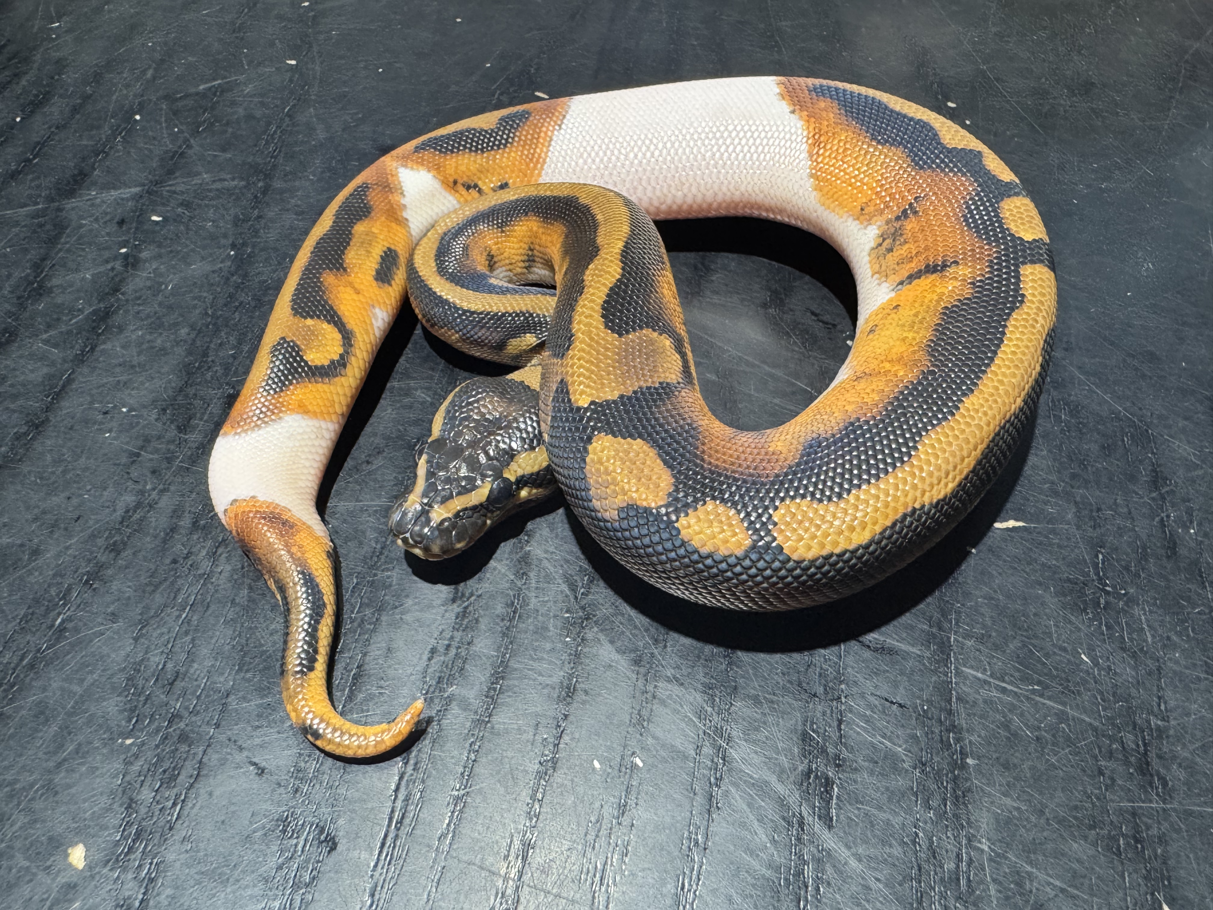26 Pied Ghi 1.0