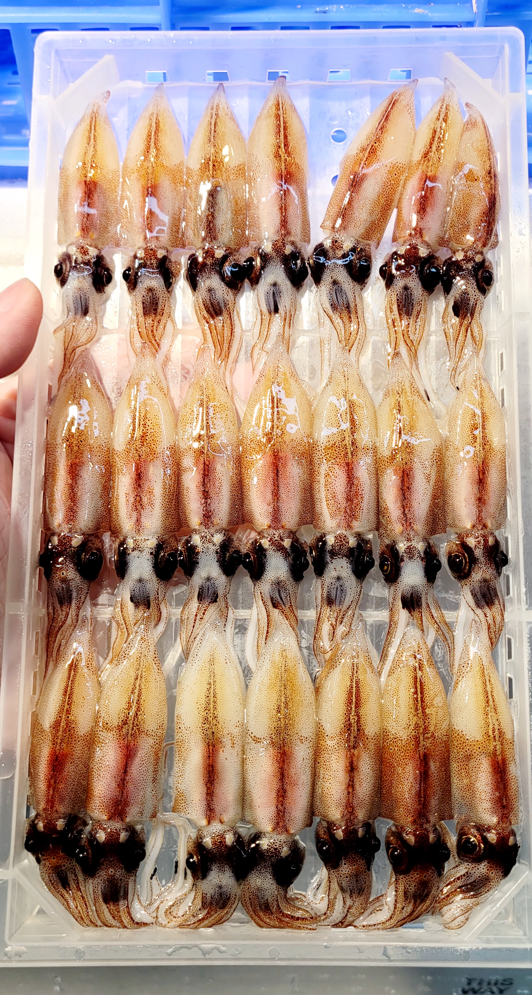 🇯🇵 日本瑩光魷魚 🦑🍣