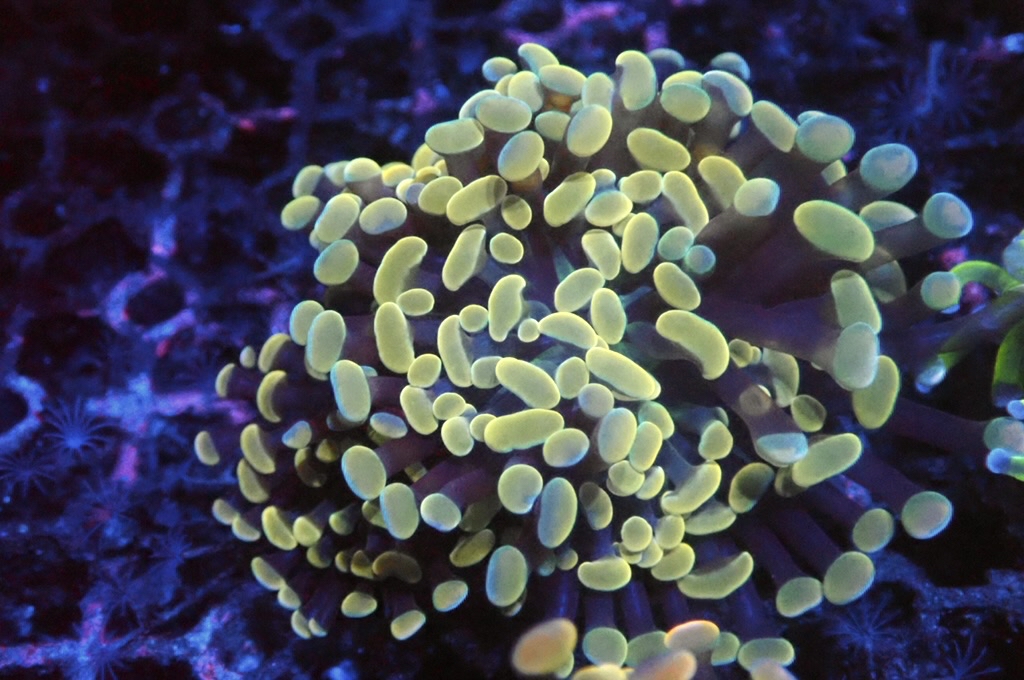 H12  金豬腰（開大約2.5吋）