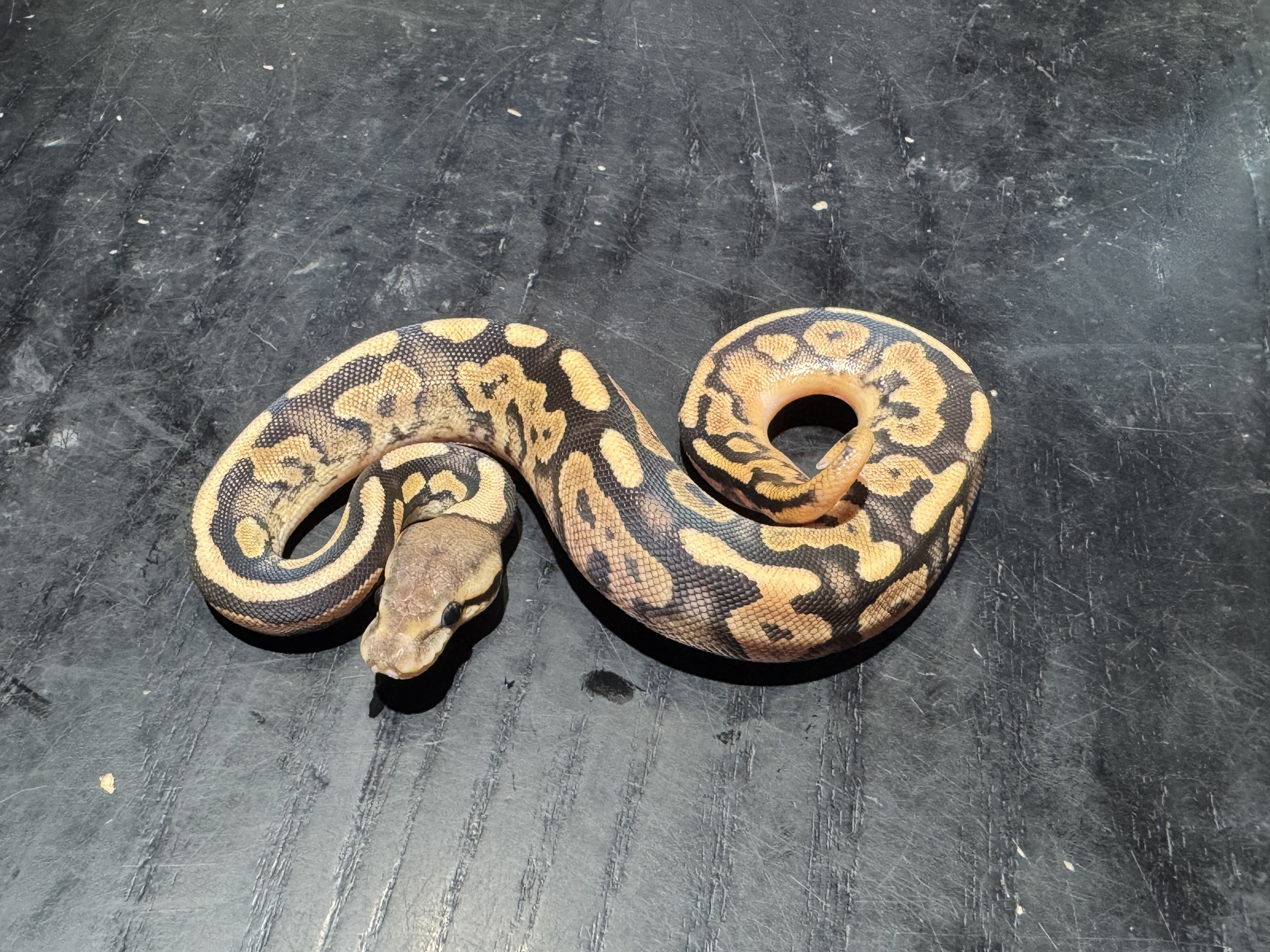 26 Fire Black Pastel 50% het Ghost 0.1