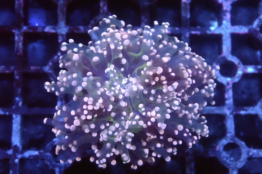 F9 啫喱 （開大約3.5吋）