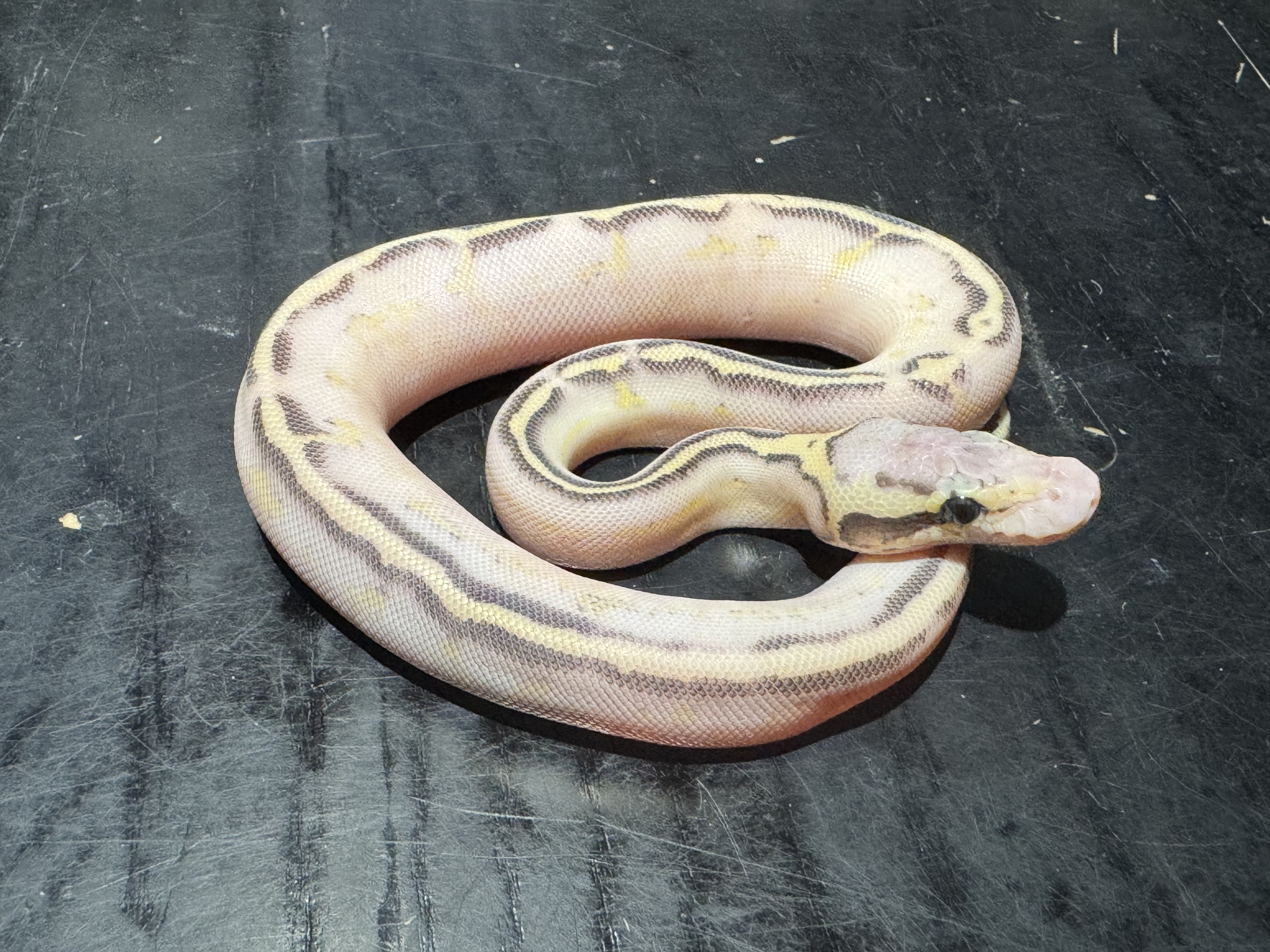 26 Pastel Freeway poss GHI Mojave 0.1
