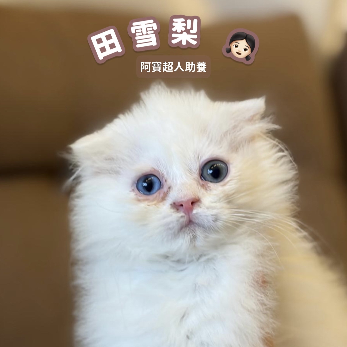 助養田雪梨｜指定助養貓咪 Special Plan ｜貓站每月助養計畫