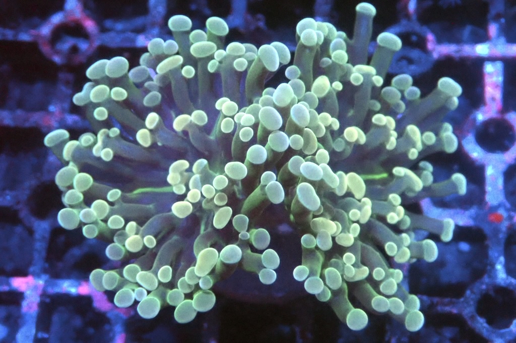 H20  豬腰（開大約2.5吋）