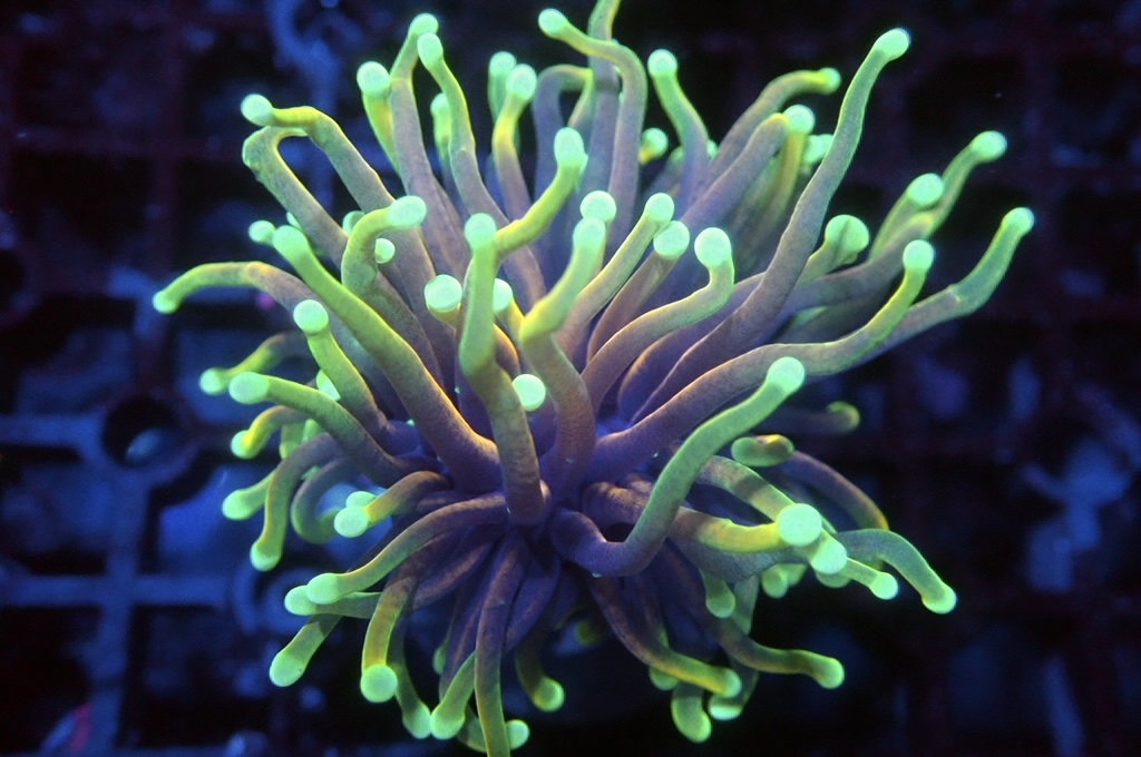 T6  靚色龍魂金火柴（開大約2.5吋）