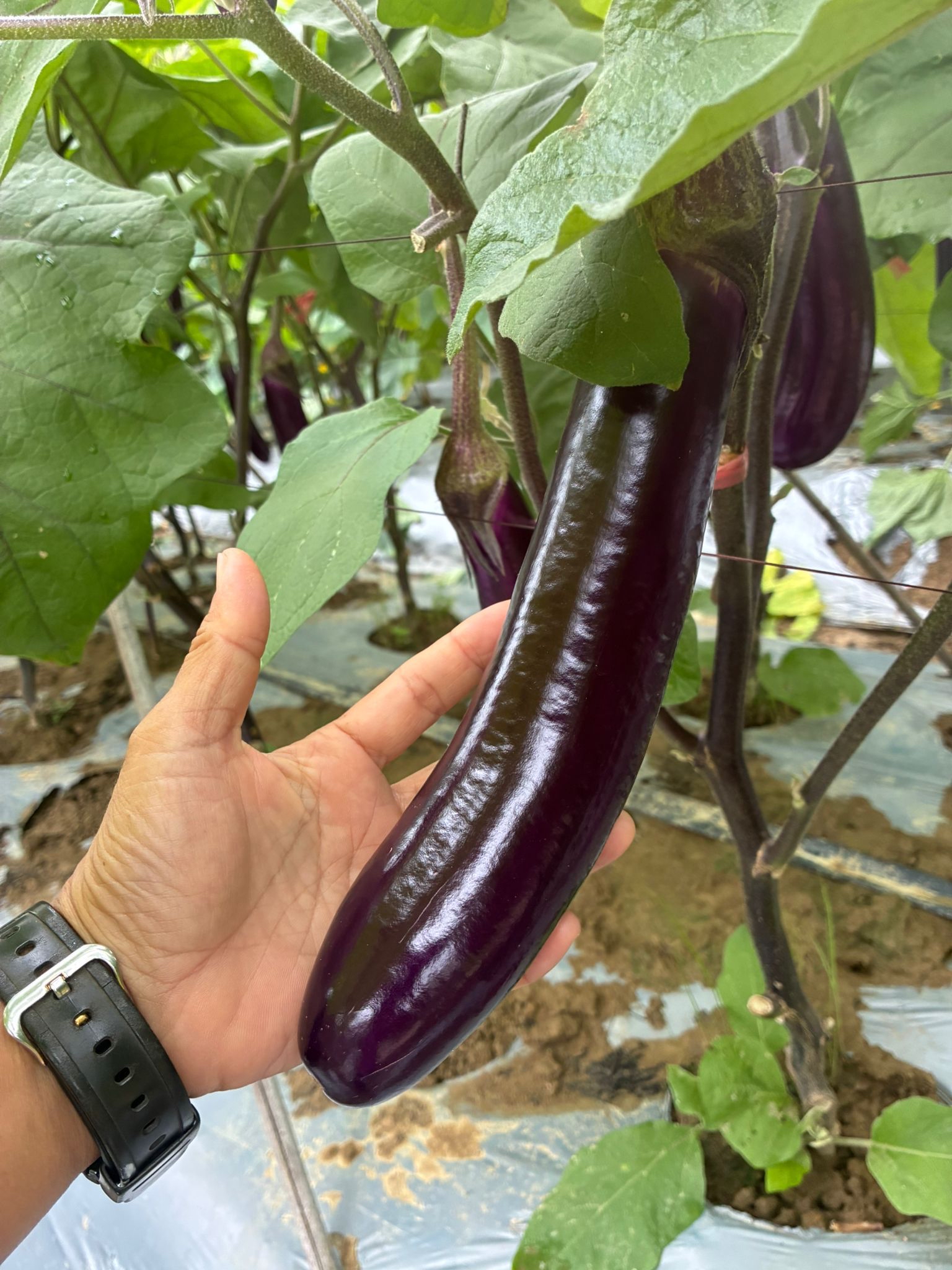 巨型酵素蔬菜（青瓜/茄子）