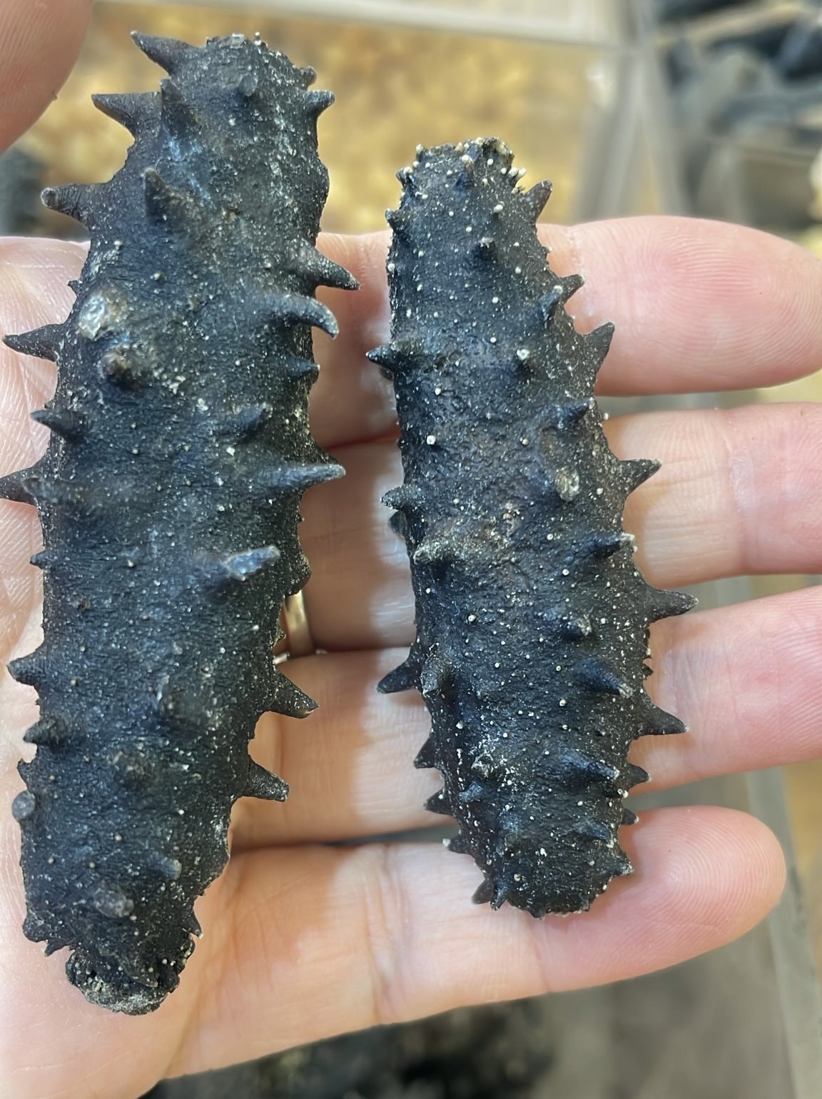 預訂🐎2026 馬年團 大連遼參