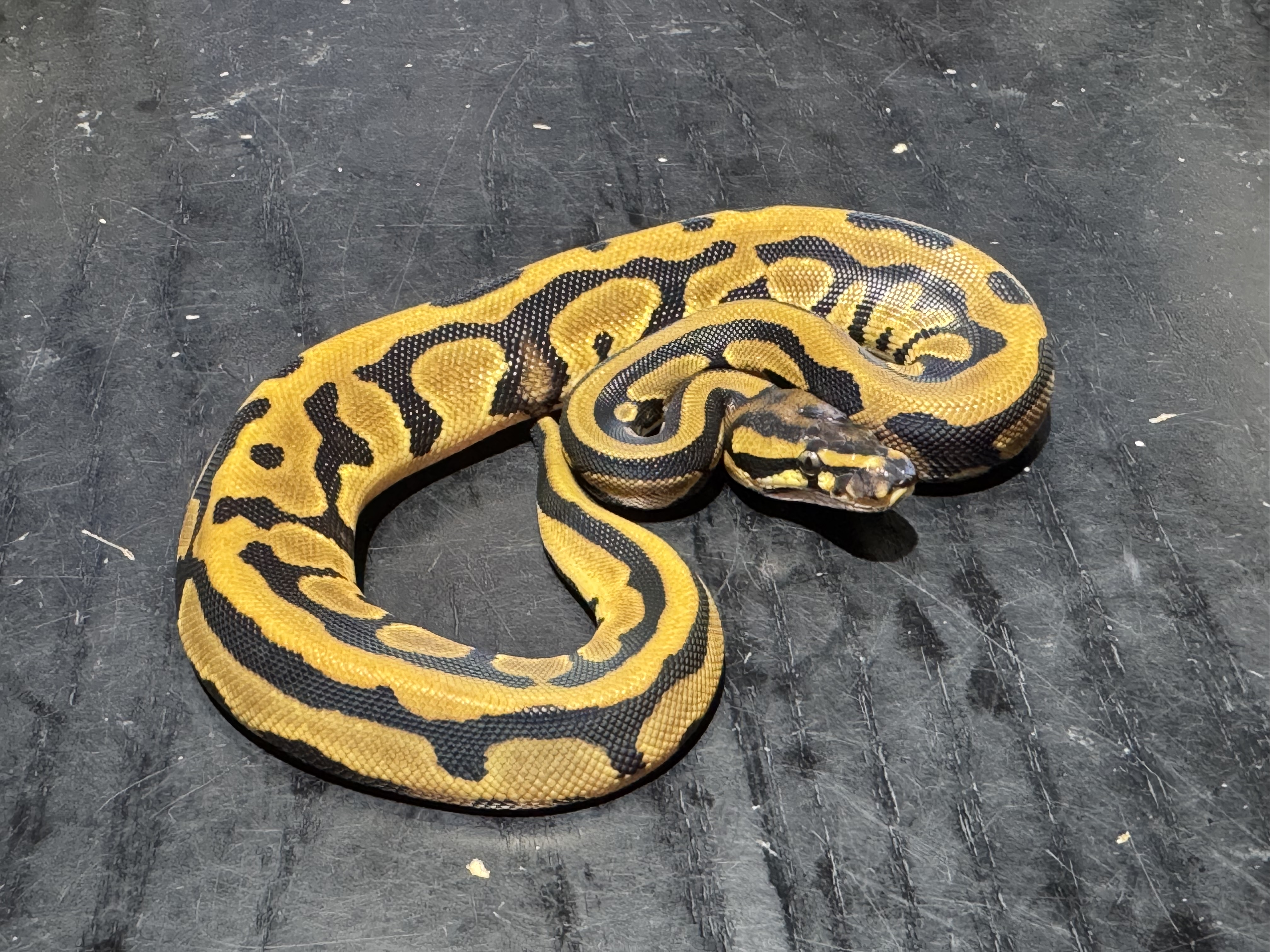 26 Orange Dream Leopard  0.1