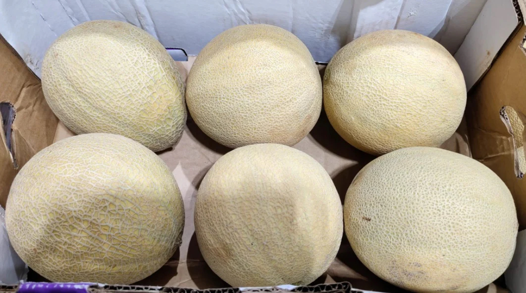 🦘澳洲🦘【網紋赤肉蜜瓜🍈 】