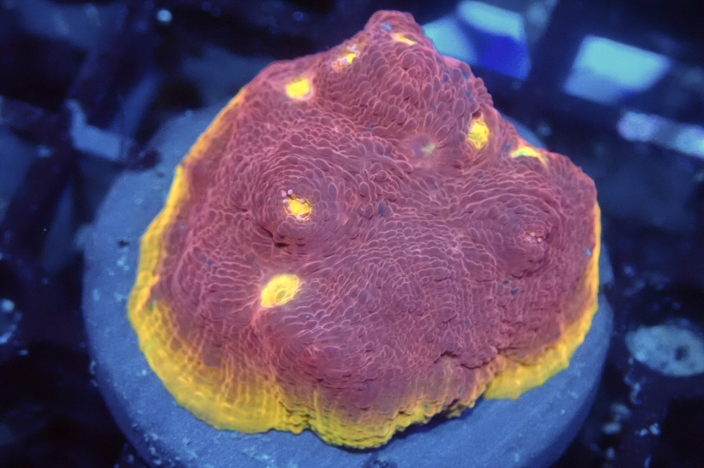 CH5 調色盤（開大約1.5 吋）