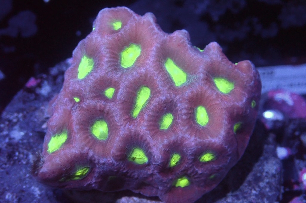 N8（開大約1.5吋）