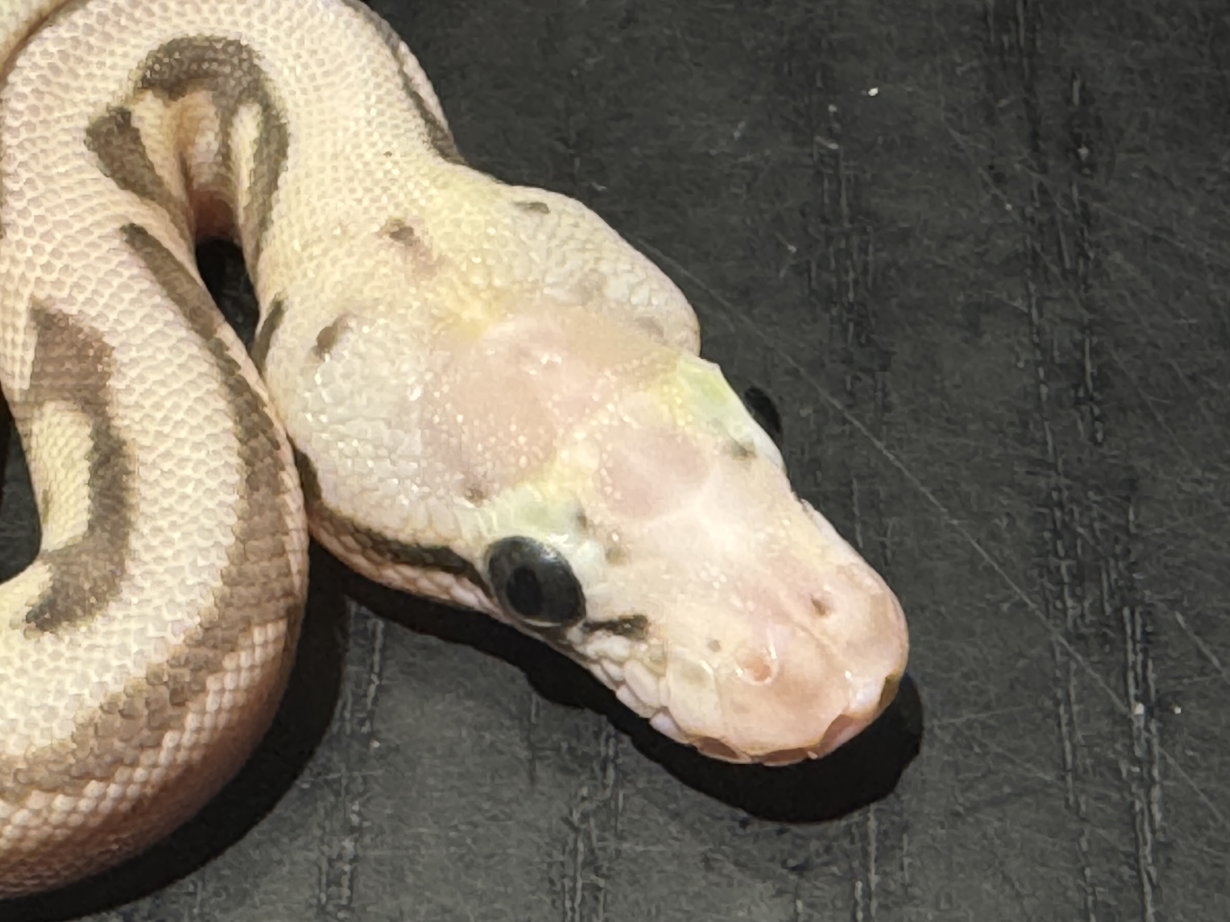 26  Super Pastel Spider Lesser Scaleless Head het Ghost 1.0