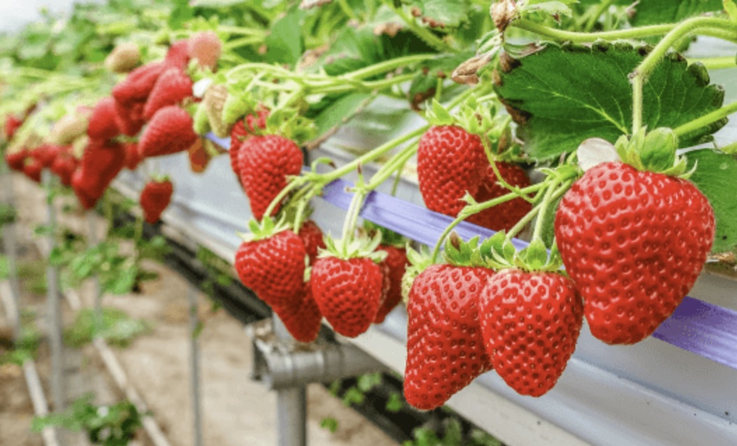 日本福岡甜王士多啤梨🍓JP Amaou Strawberry $168/盒 (250克 x 2包)