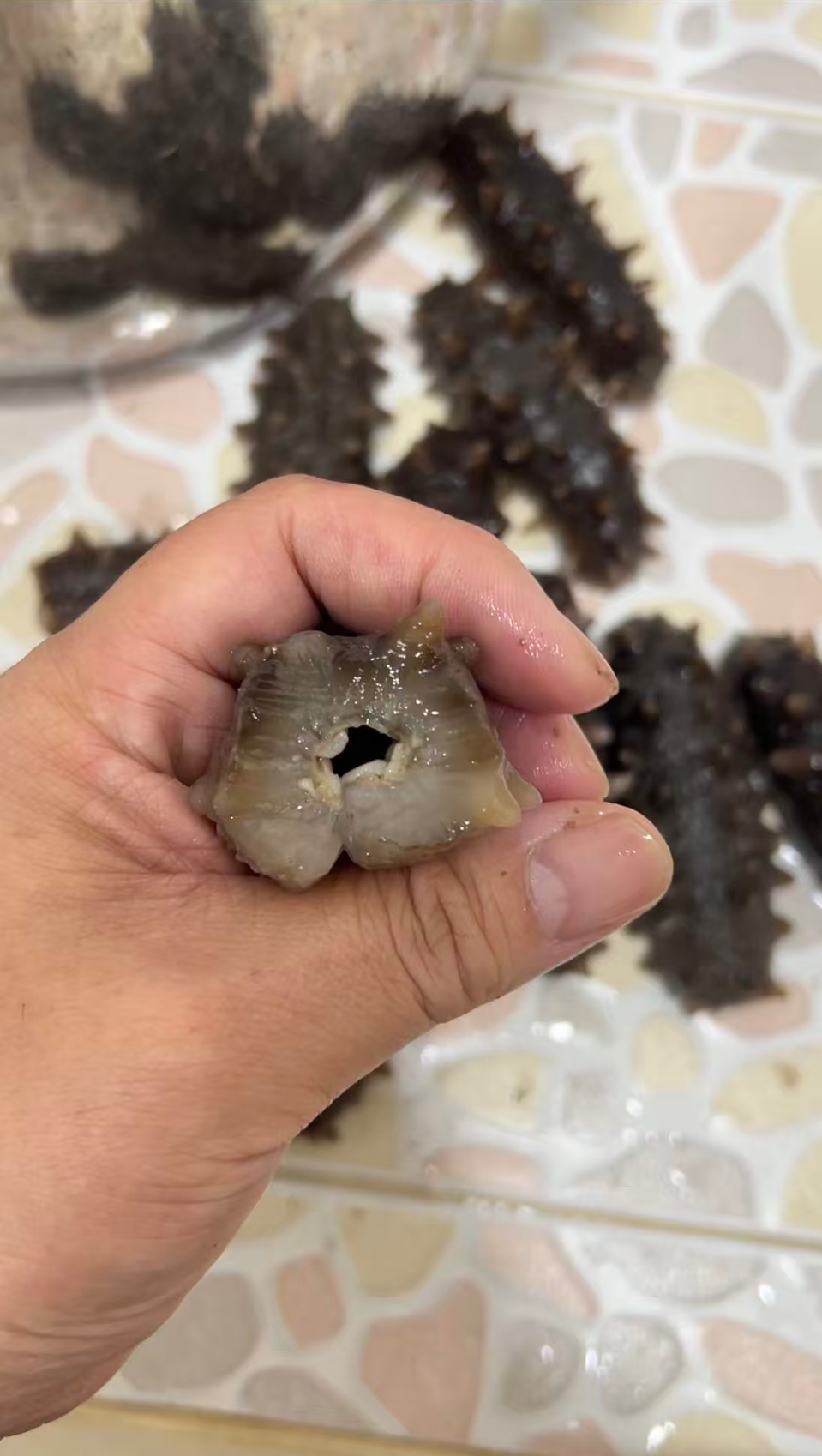 日本野生北海道刺參120条（標準產）