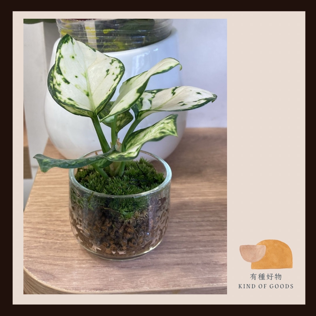 小杯綠植物