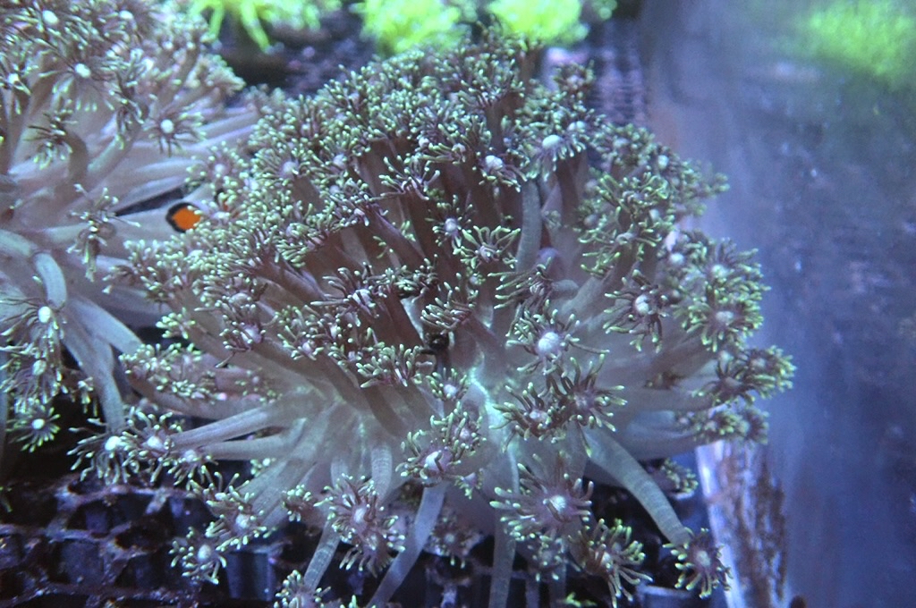 GF4  寶石花（開大約5.5吋）