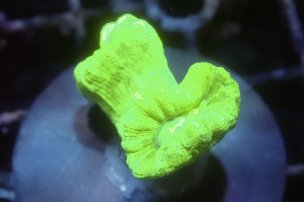 CC6 螢光綠分支腦（frag座3.5cm)