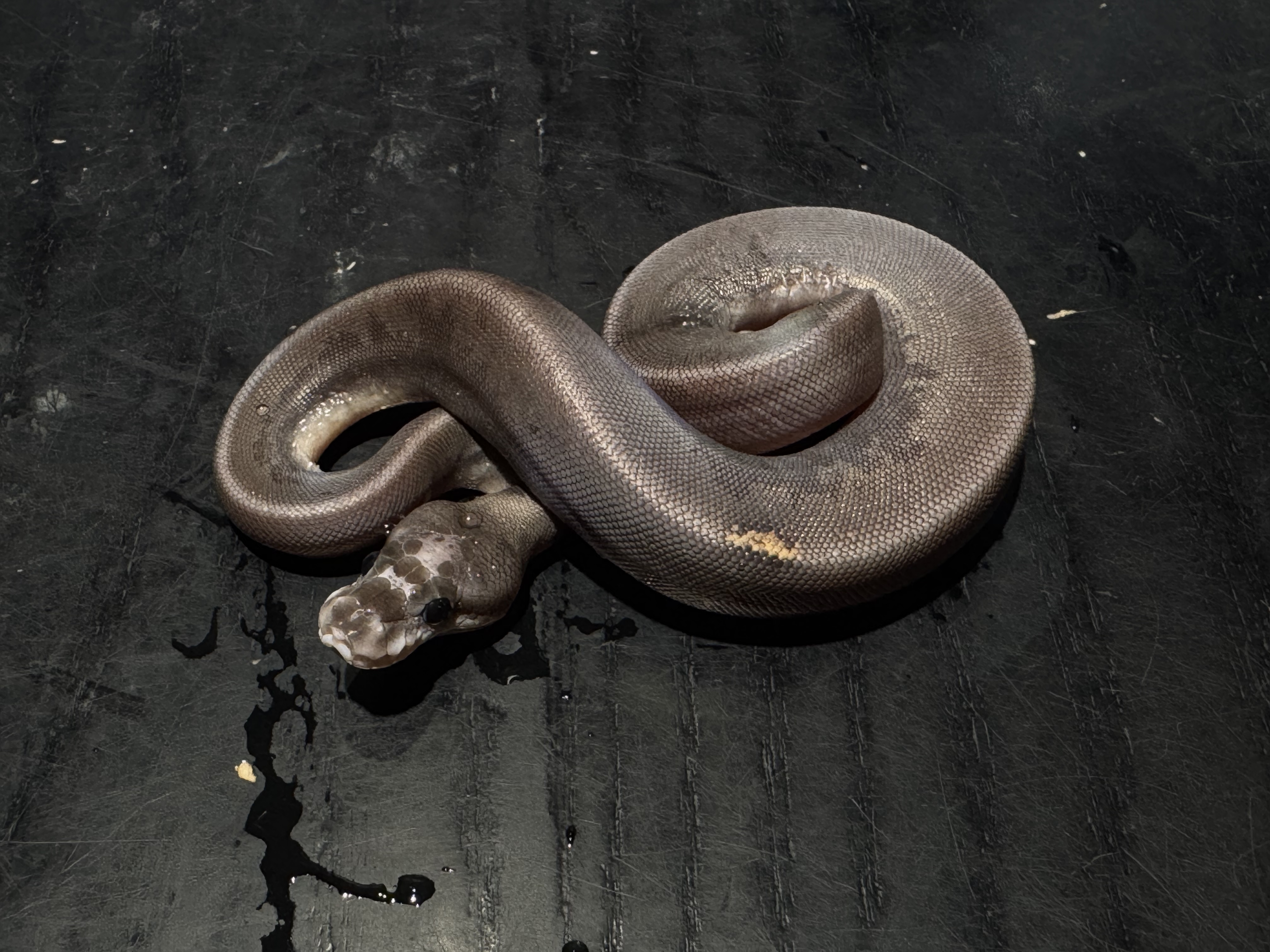 26 Black Pastel Cinnamon  Scaleless Head 50% het Ghost (Paradox) 0.1