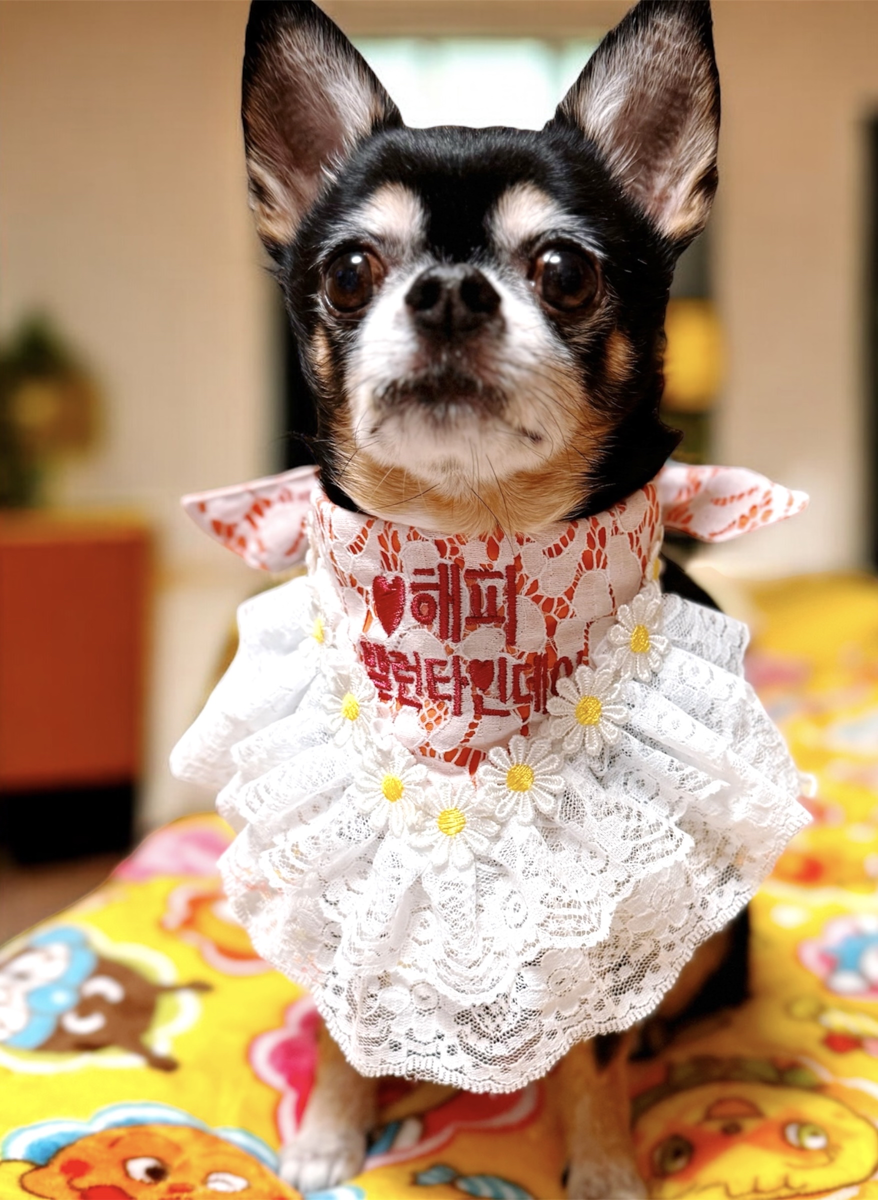 情人節限定 客製化刺繡 毛孩的浪漫刺繡蕾絲領巾 