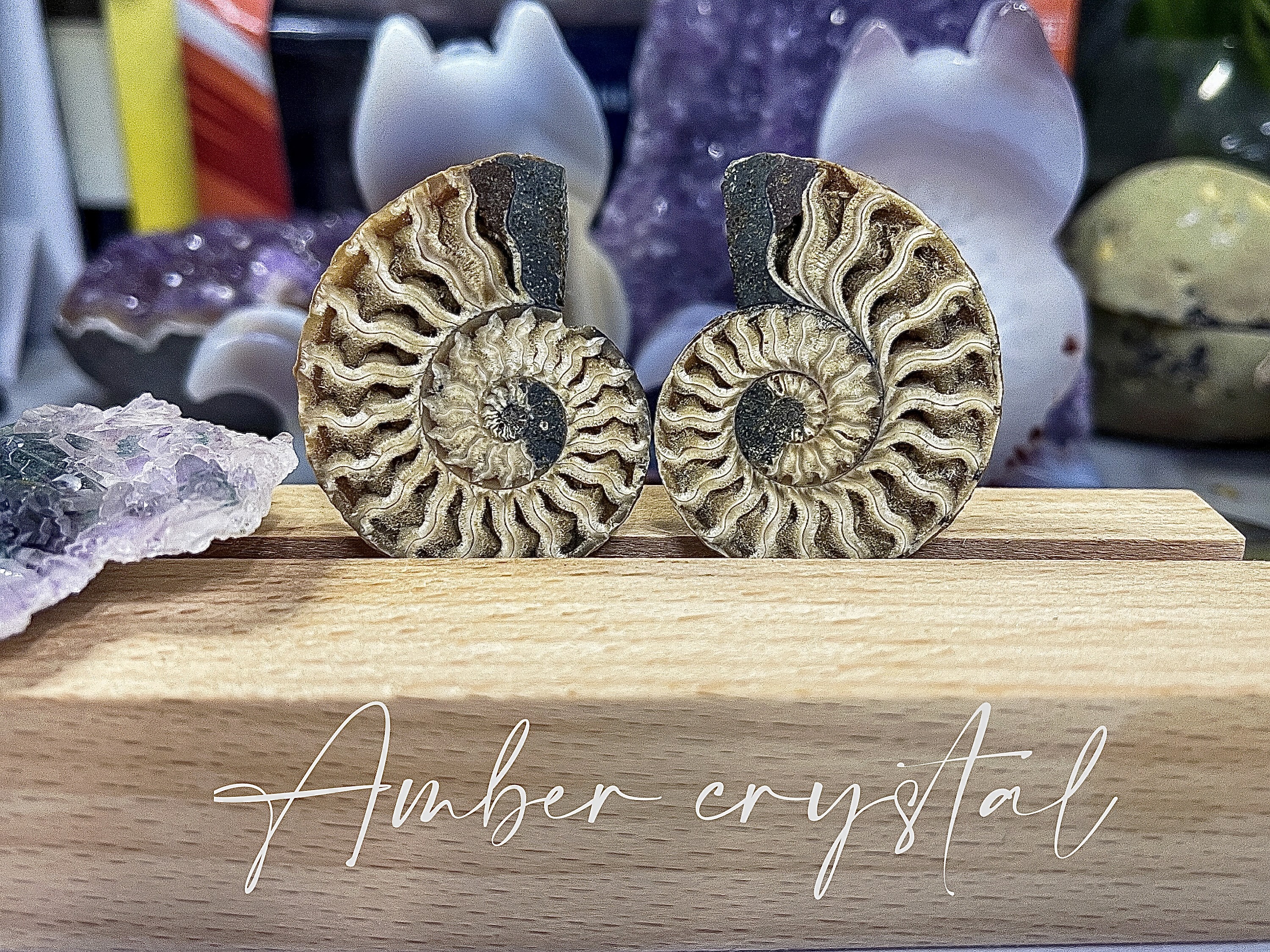 斑彩螺Ammonite 