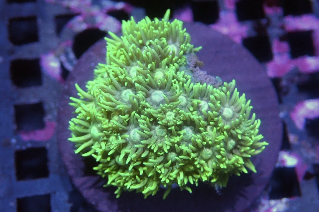 MG16 寶石花仔（frag座3.5cm)