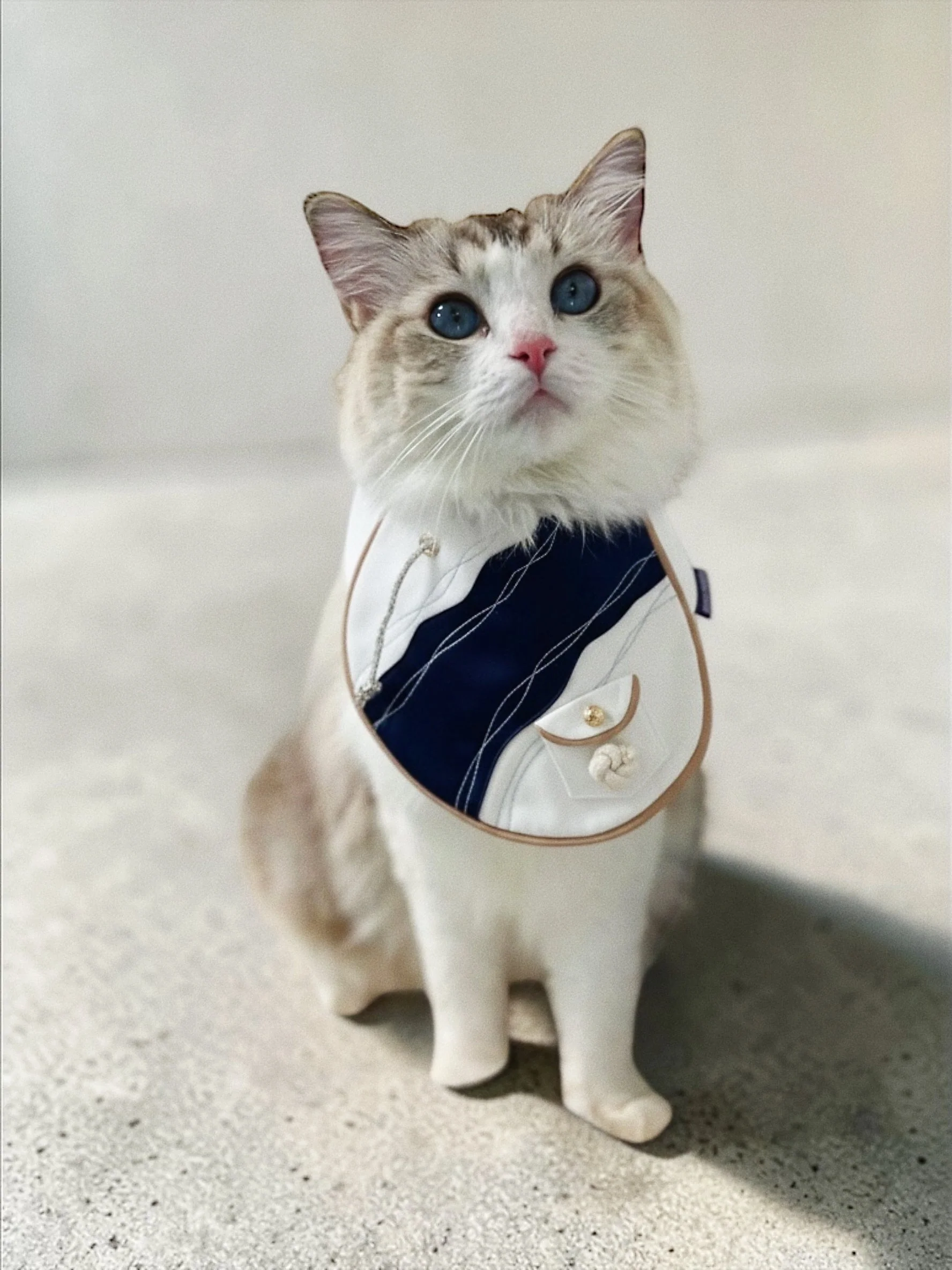 MOMOJI Antibes (2-French Riviera Blue) | Pet Neckwear