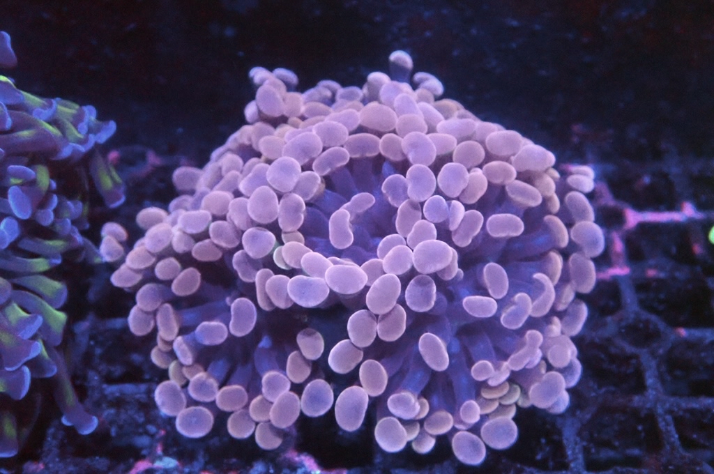 BH3 豬腰（開大約3.吋）