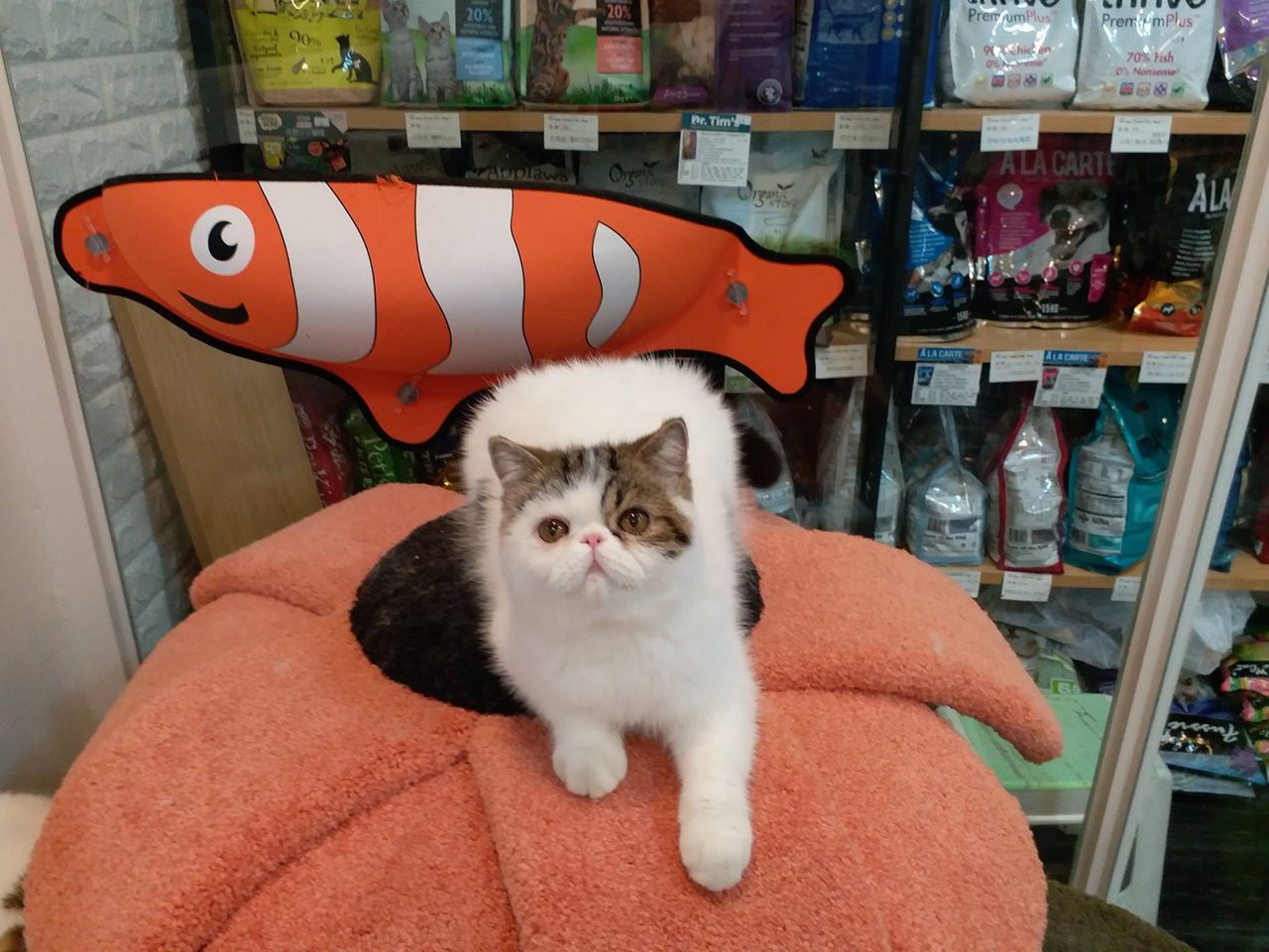 Starmeowpetshop