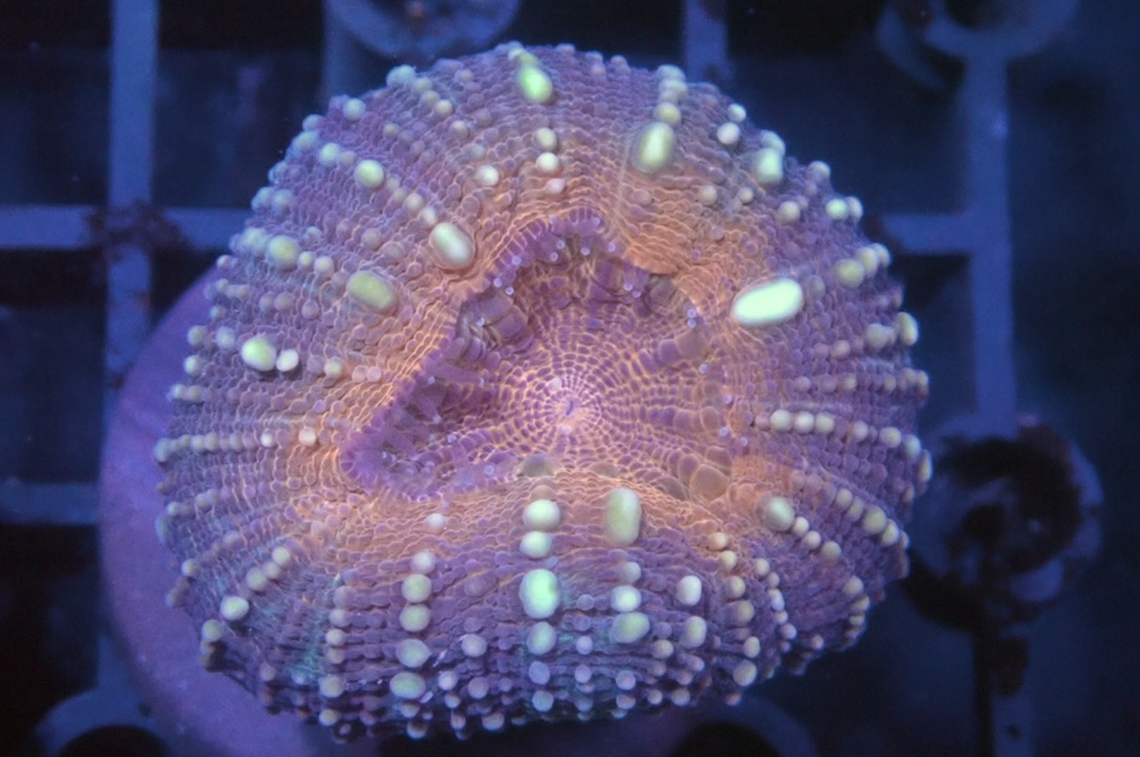 E3 分支骨針腦（開大約1.5吋）