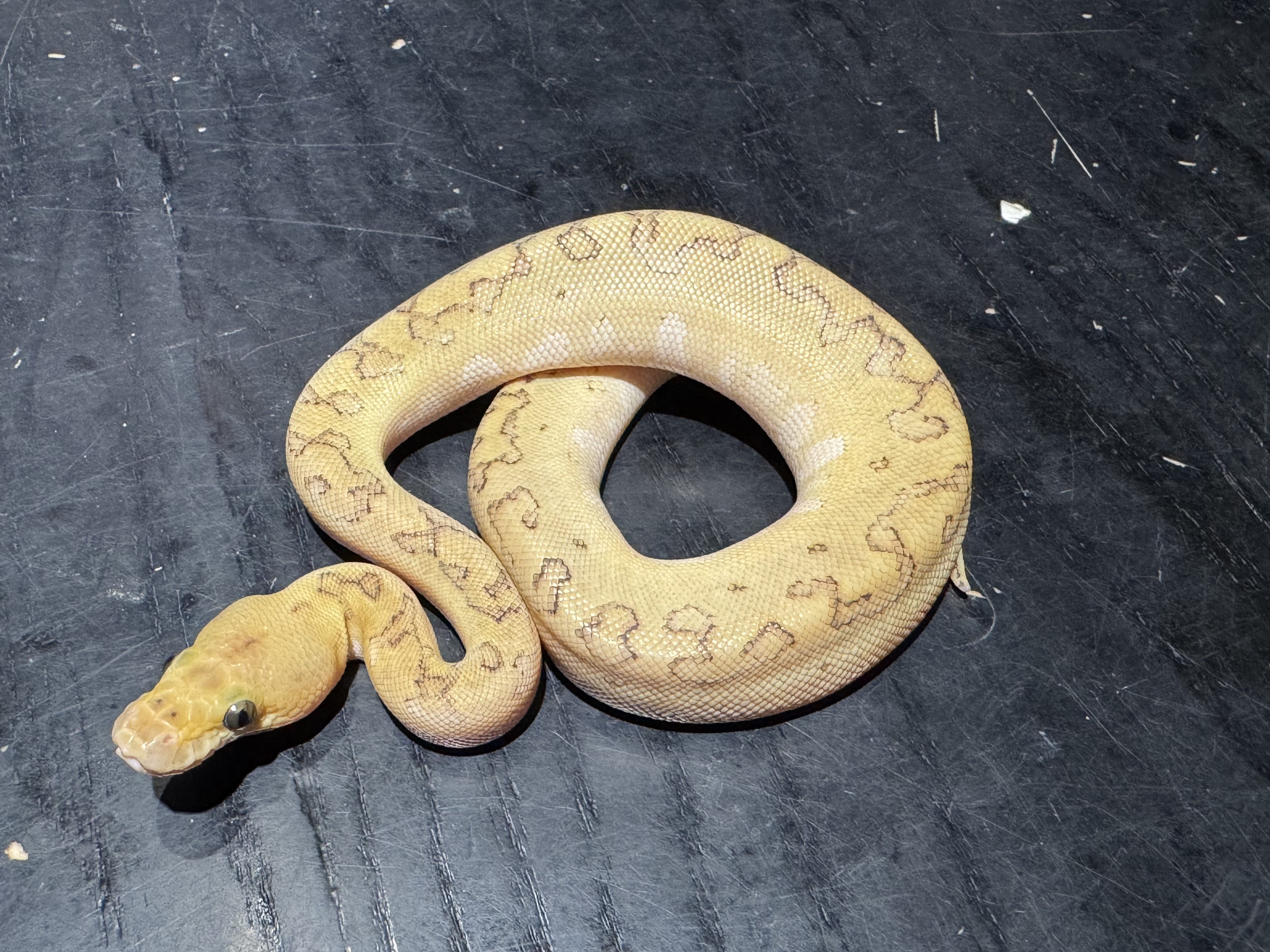26 Orange Dream Butter Pinstripe Clown 1.0
