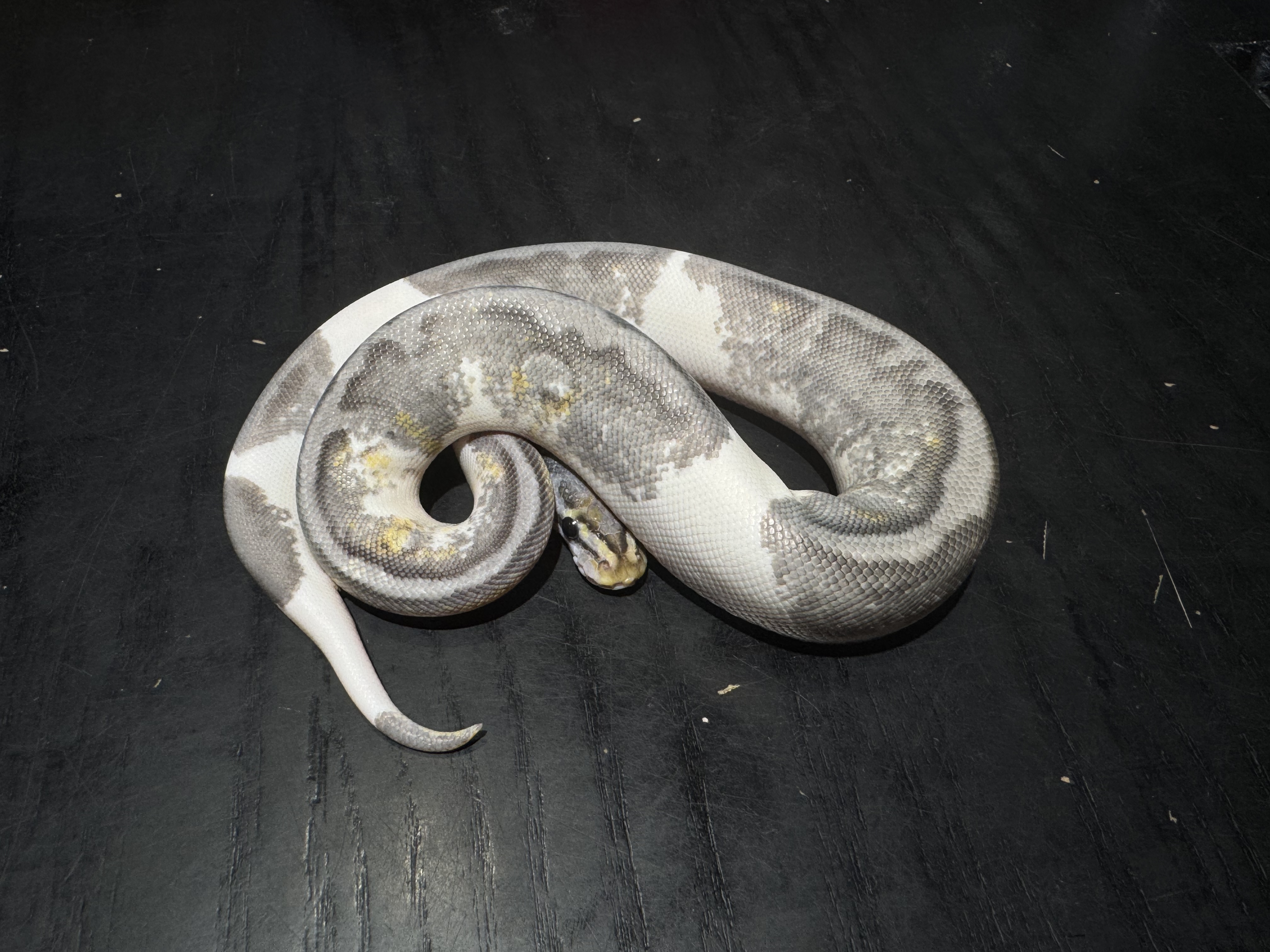 25 Pastel Enchi Ghost Pied +？ 0.1