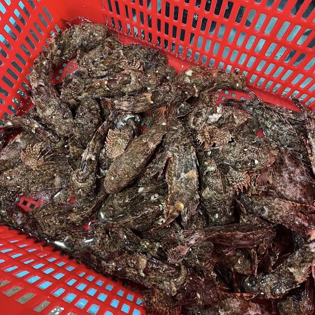 野生速凍石崇魚約600g