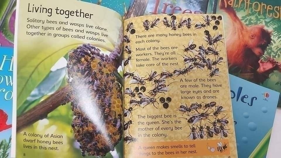 Usborne Beginners Nature 初探自然 兒童科普讀物｜10 books｜英文科普知識繪本