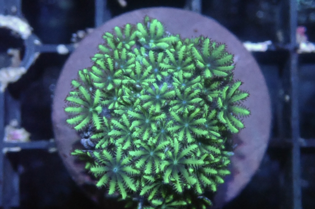 GB6 細種星花 （frag座3.5cm）