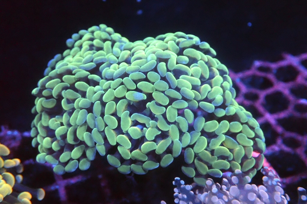 BH2 豬腰（開大約3.5吋）