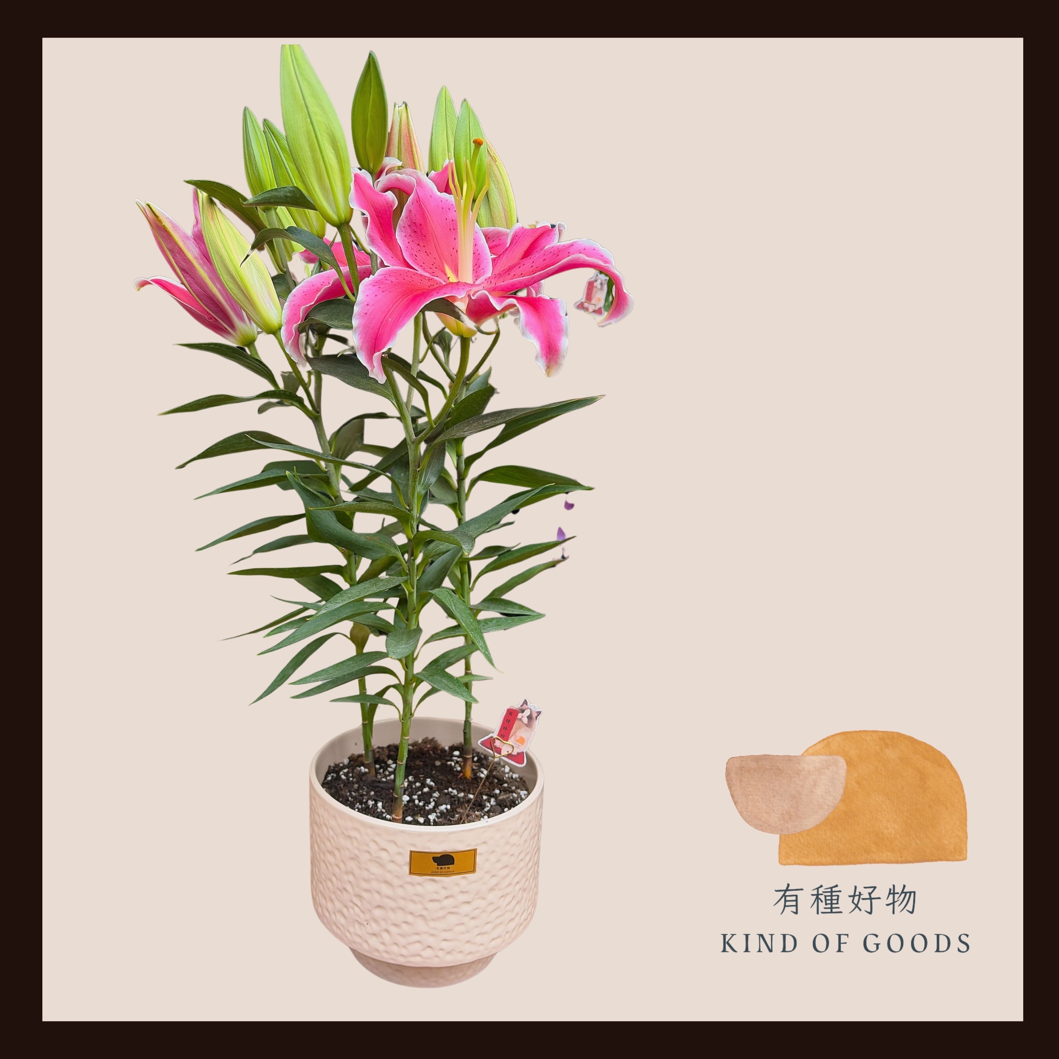 百合盆栽