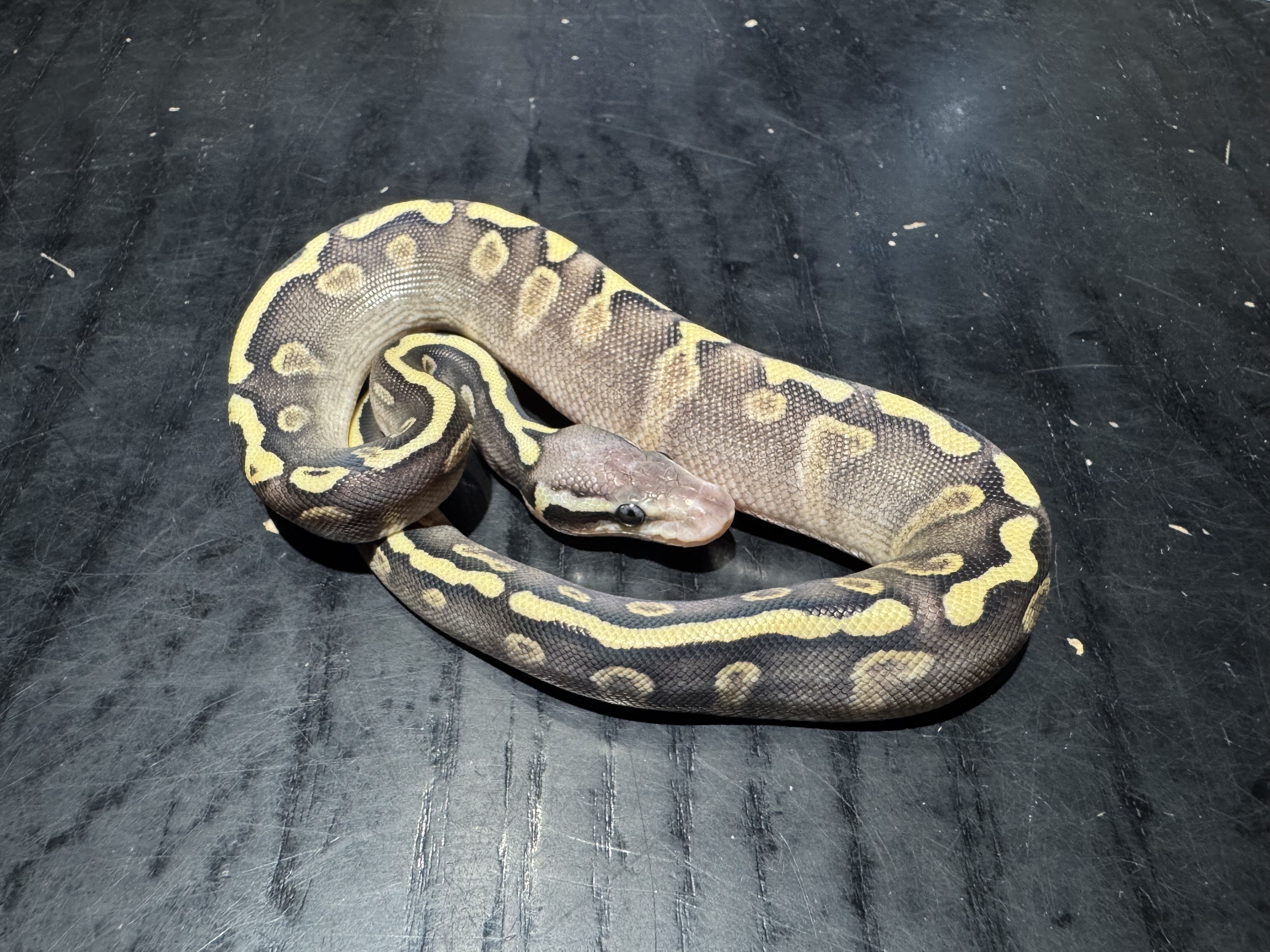 26 Pastel GHI Mojave 0.1