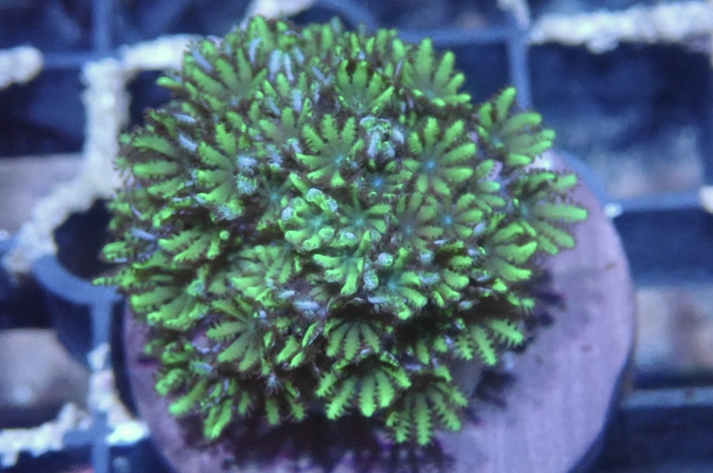 GB5 細種星花 （frag座3.5cm）