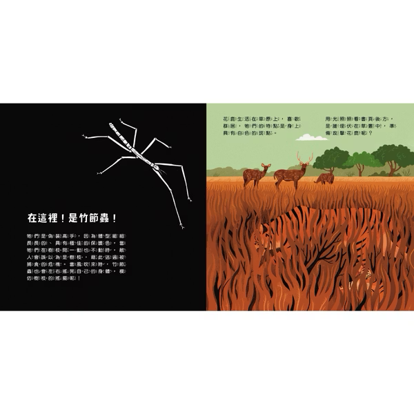 登登登！透光Show動物的偽裝術！