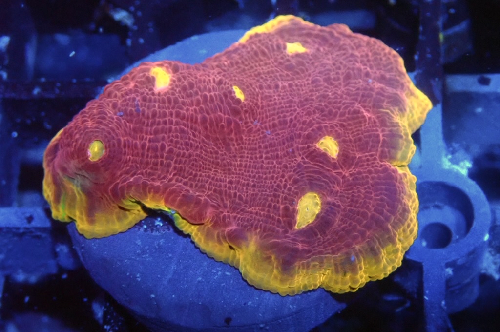 CH2 調色盤（開大約1.5 吋）