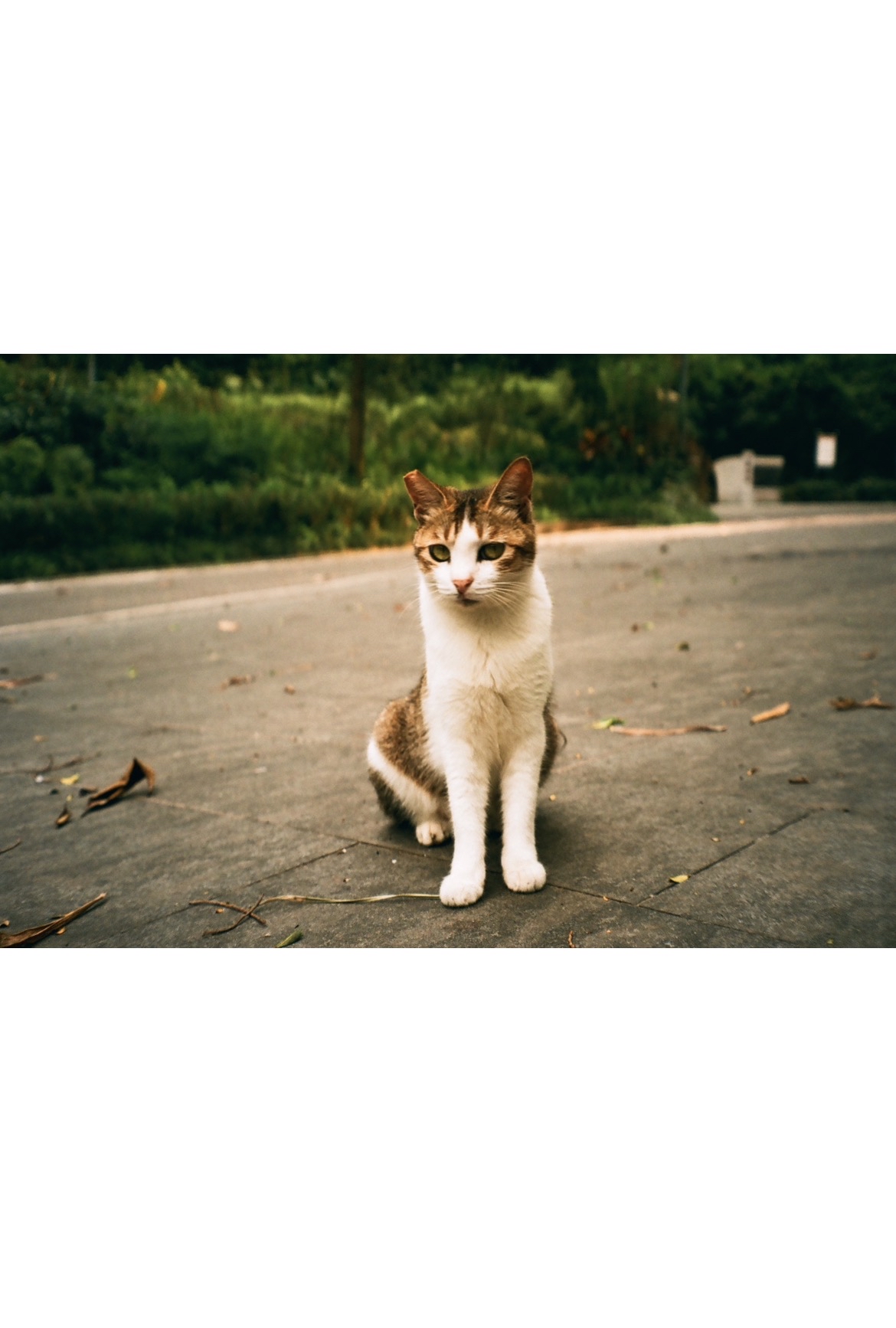 Lucky Color 200 36張 3盒裝