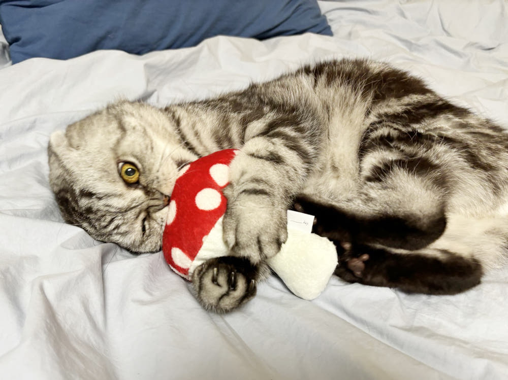 韓國🇰🇷 handmade 貓草 蘑菇 cushion