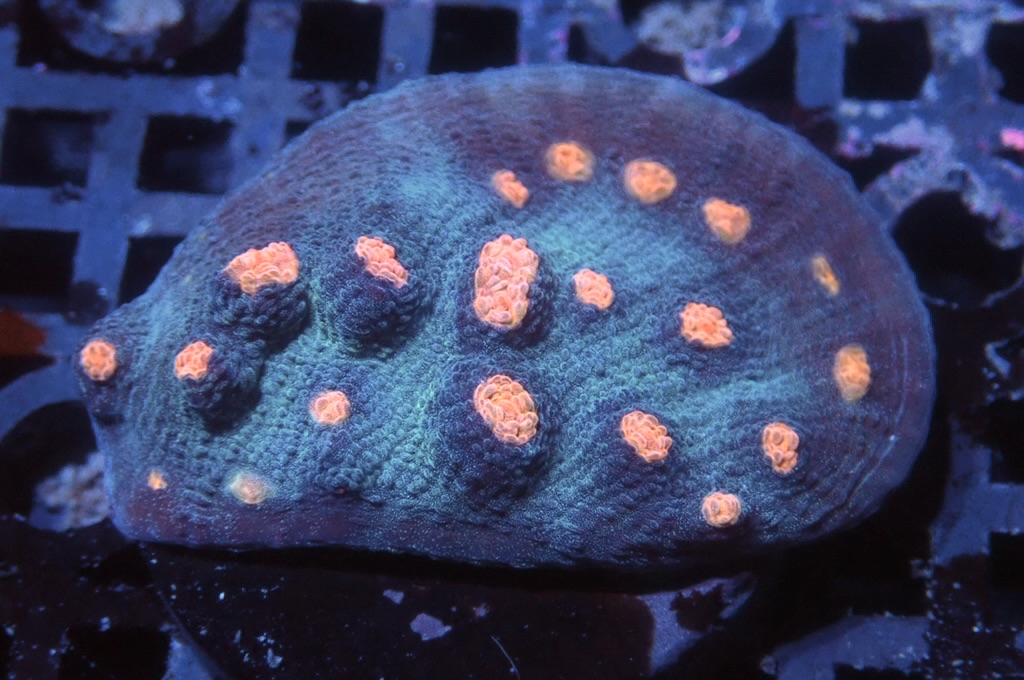 N4（FRAG座3.5CM）