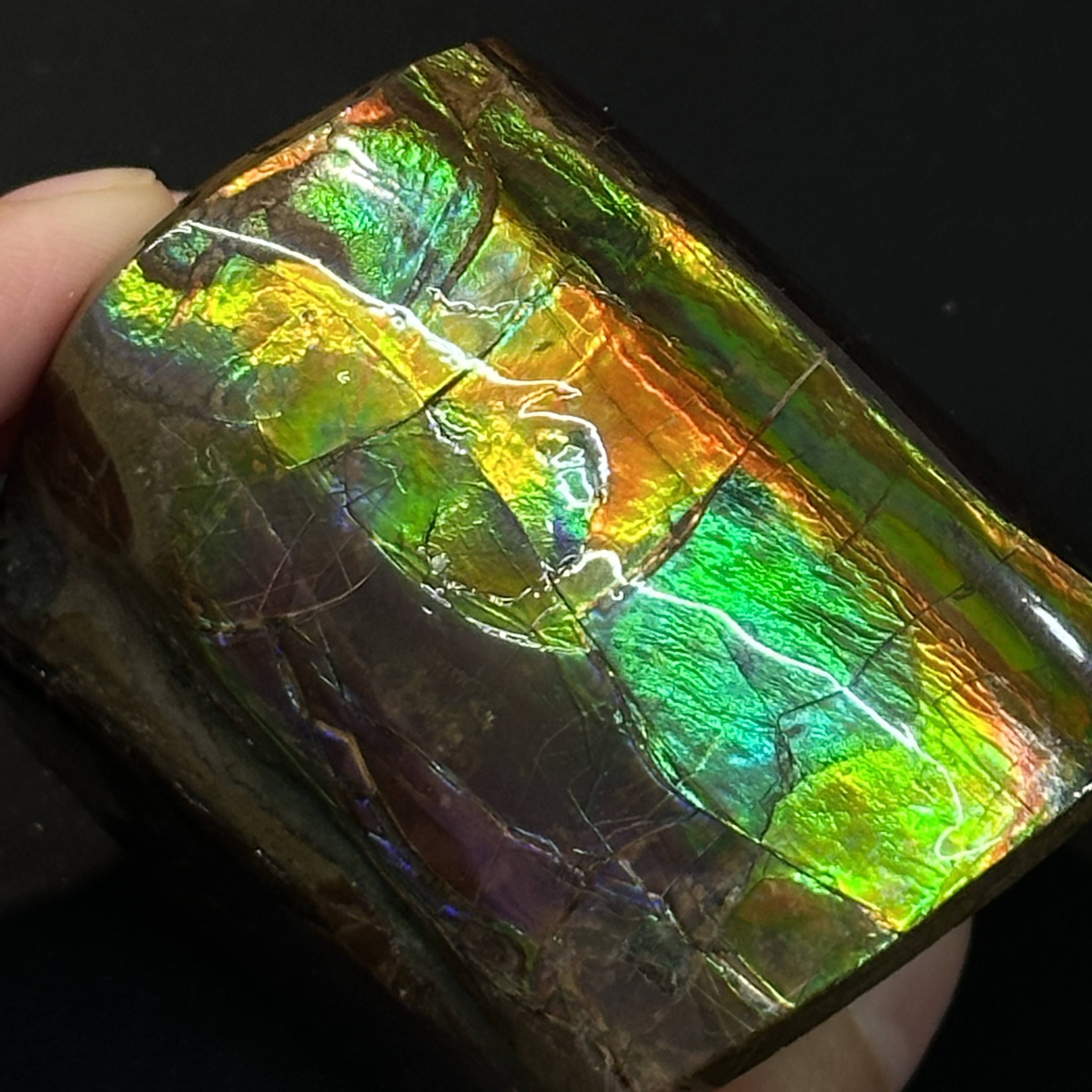 斑彩石 - Ammolite AM05