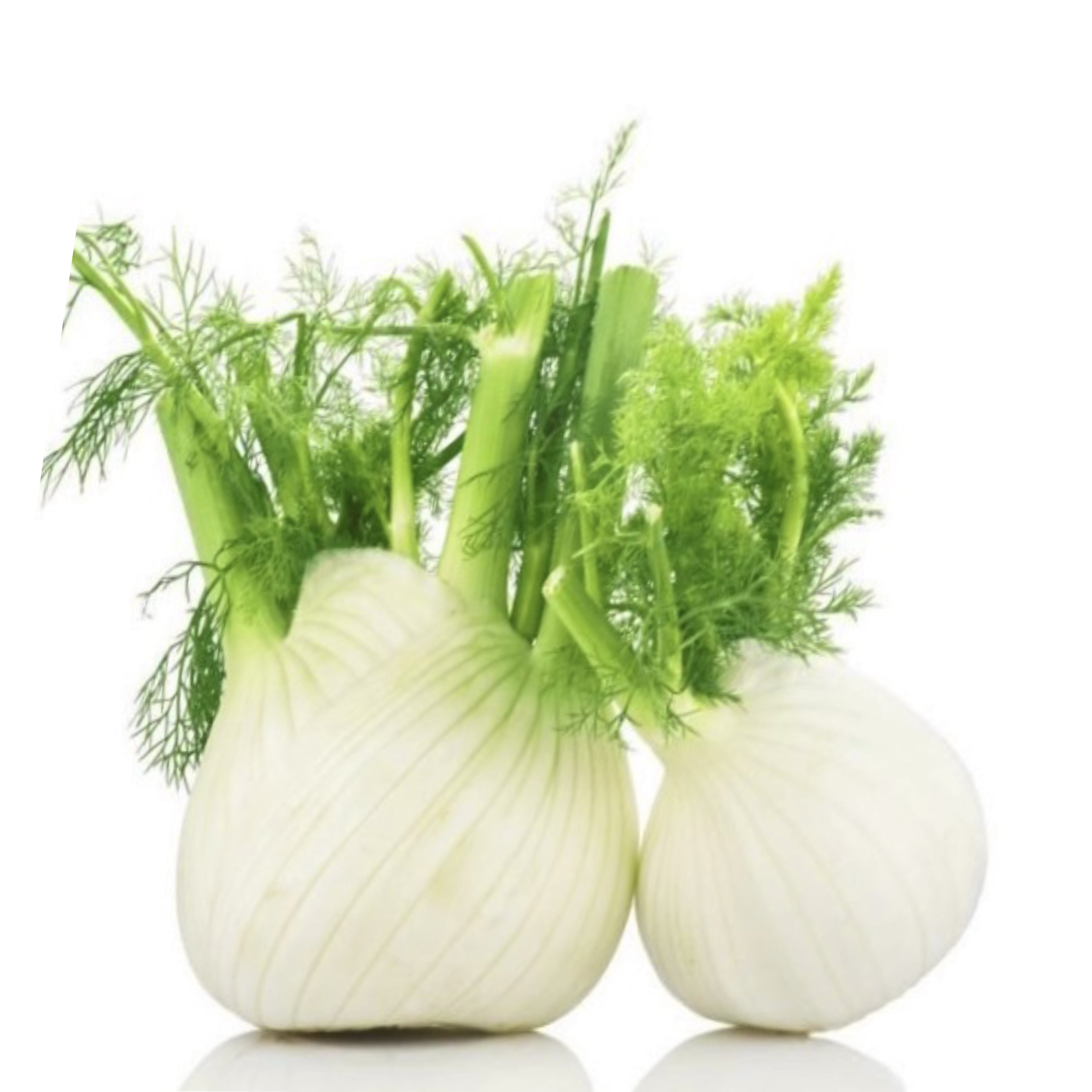 💧荷蘭 鮮茴香球 Netherlands Fennel Bulbs 