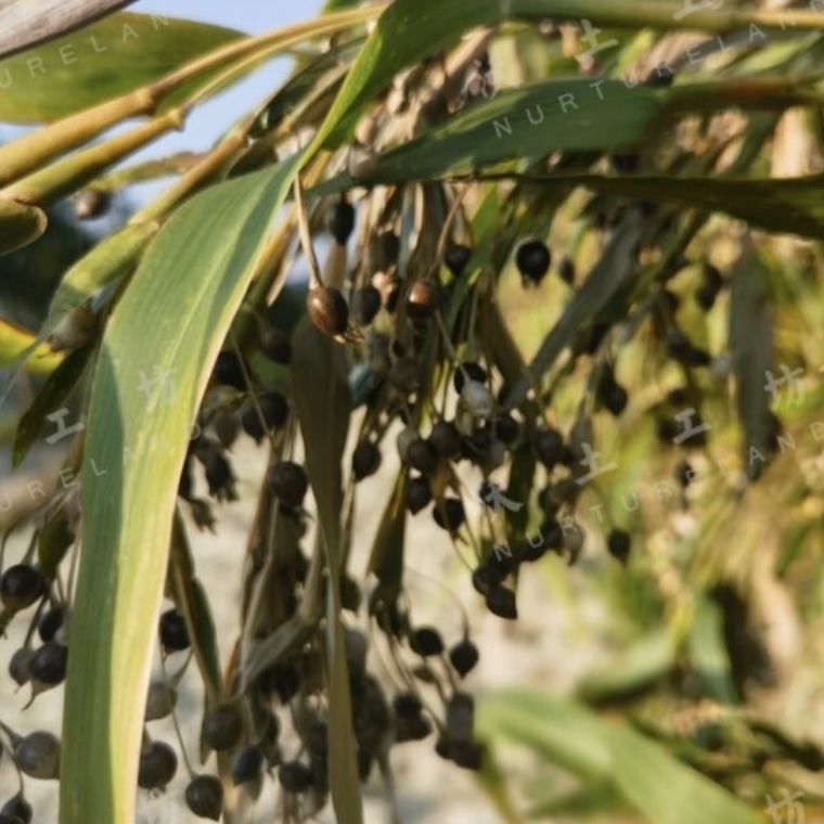 侗家老品種薏仁米 400g